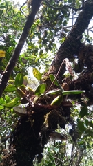 Bulbophyllum coriophorum image