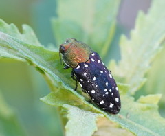 Diphucrania leucosticta