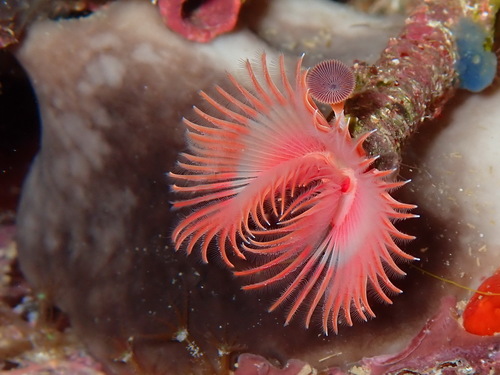 Red Tubeworm, 17496 Colera, Gérone, Espagne, photo 9 of 10