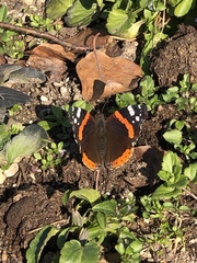 Vanessa atalanta