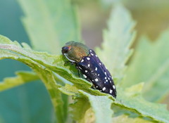 Diphucrania leucosticta