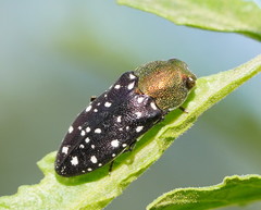 Diphucrania leucosticta