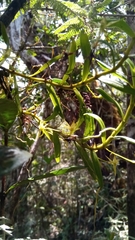Angraecum chermezonii