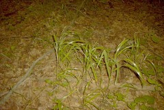 Bromus nottowayanus