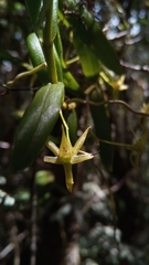 Angraecum chermezonii