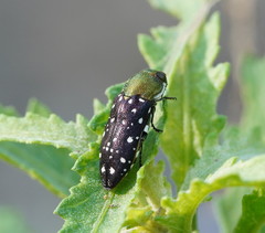 Diphucrania leucosticta