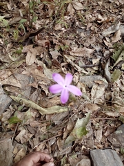 Pseuderanthemum praecox