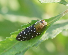 Diphucrania leucosticta