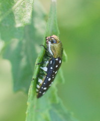 Diphucrania leucosticta