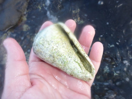 Conus flavidus, 2016-02-28