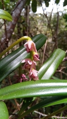 Bulbophyllum pachypus image