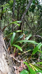 Image of Bulbophyllum pachypus