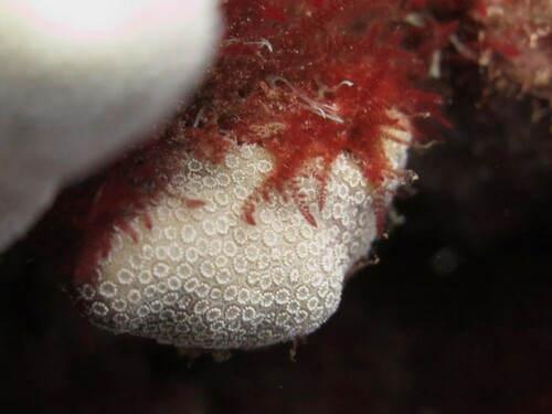 Tolypiocladia observed 2023-07-15