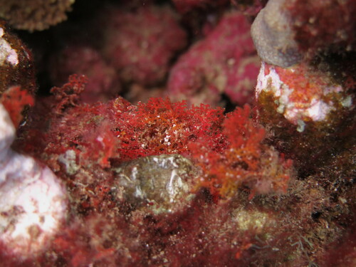 Portieria hornemannii observed 2023-07-15
