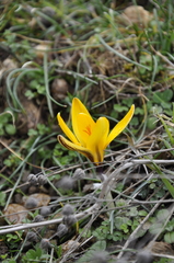 Crocus angustifolius
