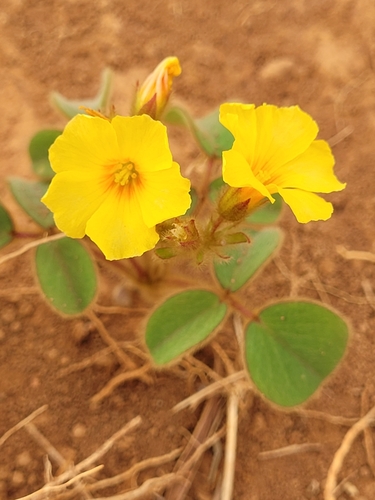 Oxalis hirsutissima