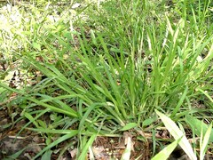Carex laxiflora