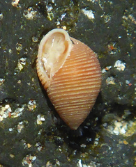 Image of Laemodonta striata