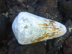 Conus flavidus