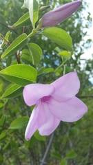 Cryptostegia grandiflora image