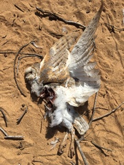 Tyto alba delicatula