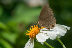 Jamides bochus formosanus