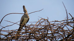 Corythaixoides leucogaster