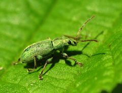 Phyllobius argentatus