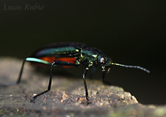 Strongylium aurichalceum