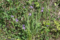 Sisyrinchium septentrionale