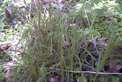Carex hirtifolia