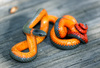 Pacific Ringneck Snake - Photo (c) C Yasuda, some rights reserved (CC BY-NC)
