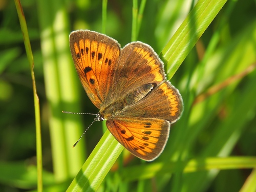 Didysis auksinukas nuotrauka
