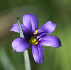 Sisyrinchium septentrionale