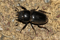 Serrognathus titanus okinawanus