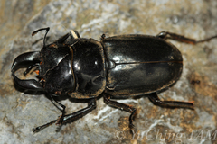 Serrognathus titanus okinawanus