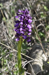 Anacamptis morio caucasica