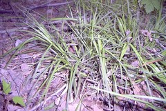Carex laxiculmis