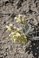 Matthiola odoratissima