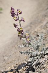 Matthiola odoratissima