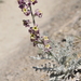 Matthiola odoratissima - Photo (c) cambala, algunos derechos reservados (CC BY-NC)