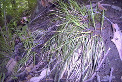 Carex pedunculata
