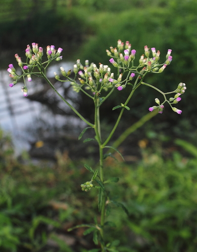 Cyanthillium cinereum