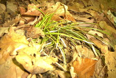 Carex pedunculata