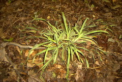 Carex laxiculmis