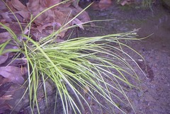 Carex rosea