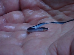 Pouched Lamprey photo 2