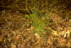 Carex rosea