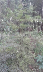 Podocarpus laetus