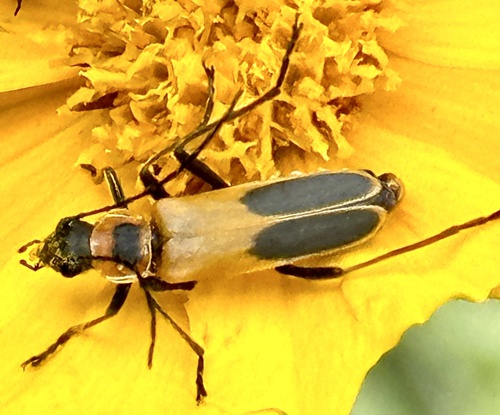 Goldenrod soldier beetle